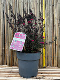 Leptospermum scoparium (Manuka sau Arborele de ceai din Noua Zeelanda) – Arbust ornamental cu flori roz