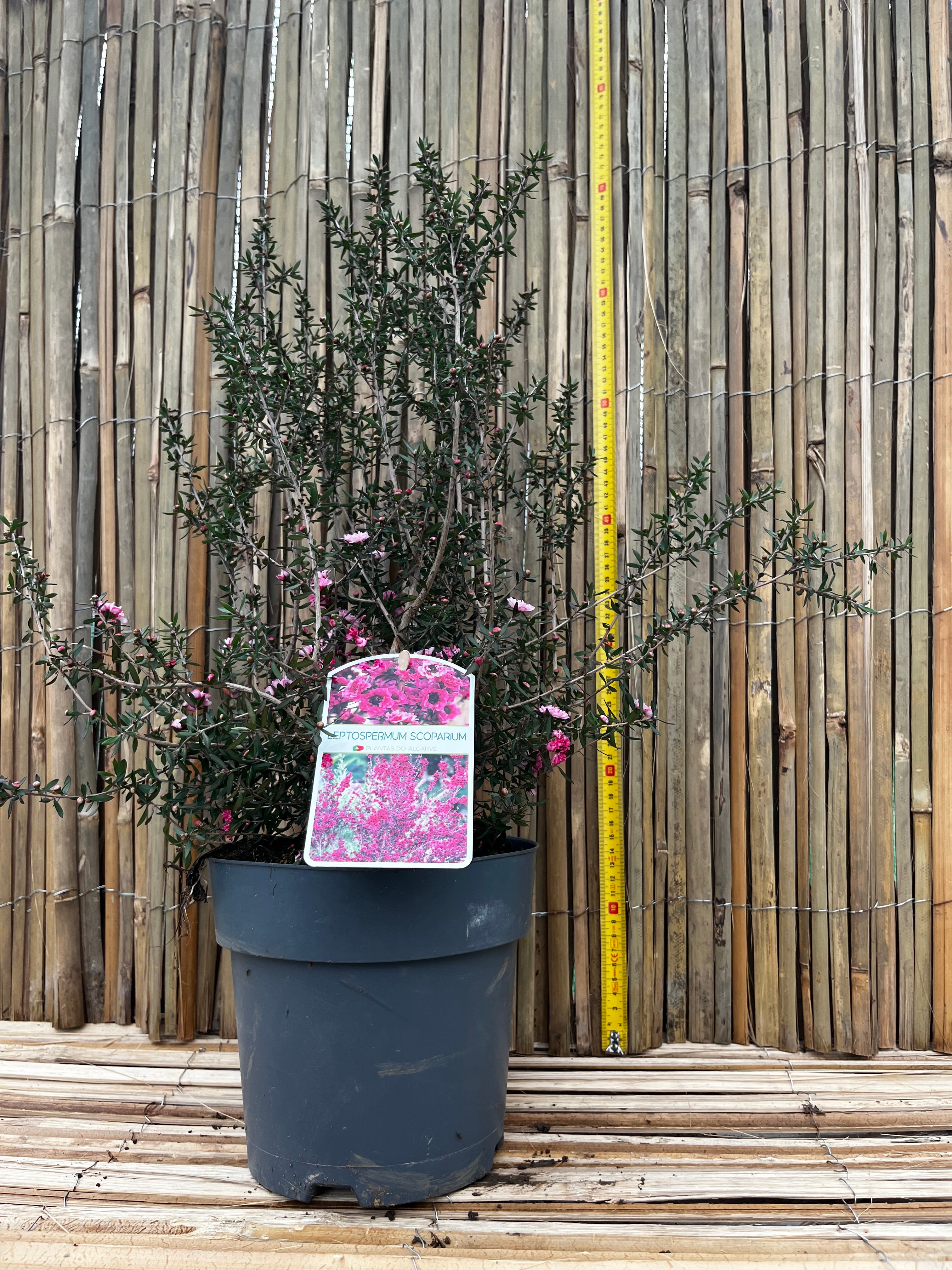 Leptospermum scoparium (Manuka sau Arborele de ceai din Noua Zeelanda) – Arbust ornamental cu flori roz