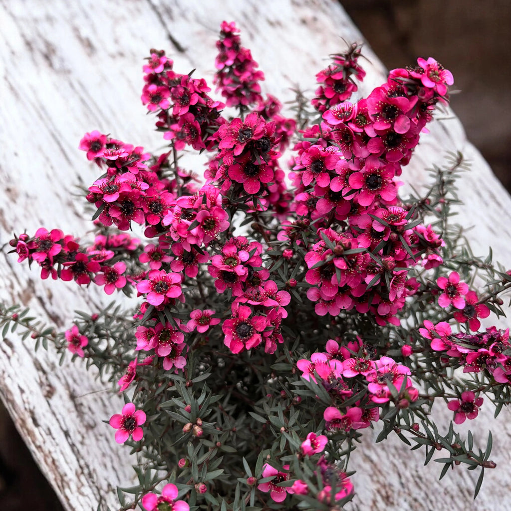 Leptospermum scoparium (Manuka sau Arborele de ceai din Noua Zeelanda) – Arbust ornamental cu flori roz