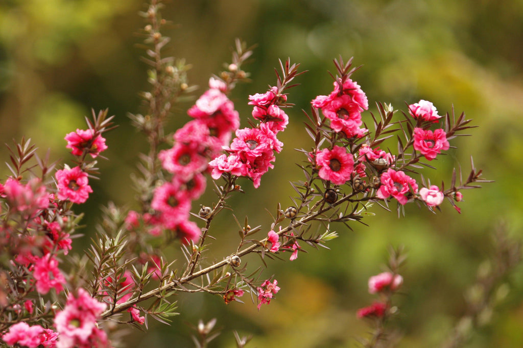 Leptospermum scoparium (Manuka sau Arborele de ceai din Noua Zeelanda) – Arbust ornamental cu flori roz
