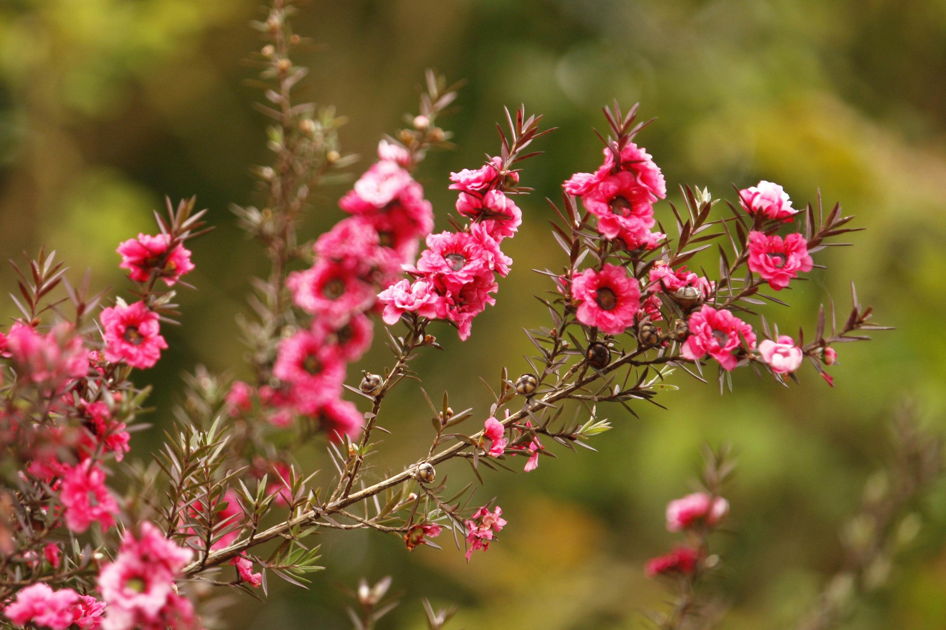 Leptospermum scoparium (Manuka sau Arborele de ceai din Noua Zeelanda) – Arbust ornamental cu flori roz