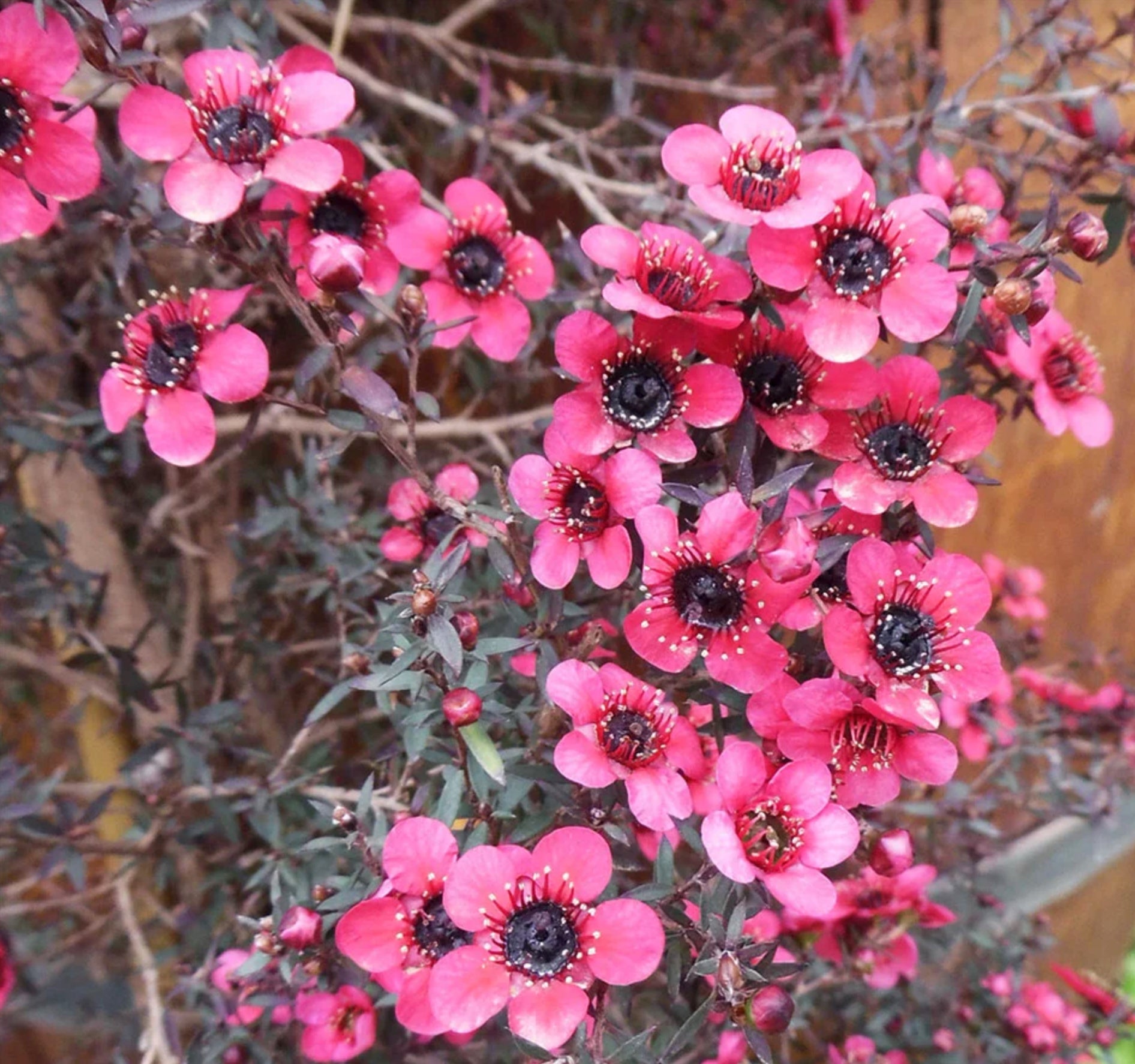 Leptospermum scoparium (Manuka sau Arborele de ceai din Noua Zeelanda) – Arbust ornamental cu flori roz