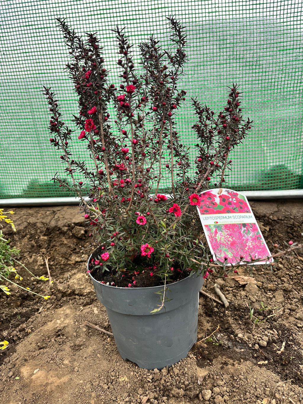 Leptospermum scoparium (Manuka sau Arborele de ceai din Noua Zeelanda) – Arbust ornamental cu flori roz