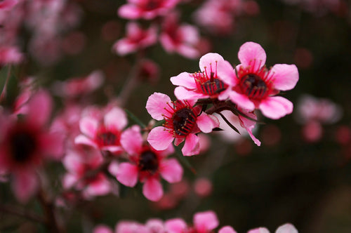 Leptospermum scoparium (Manuka sau Arborele de ceai din Noua Zeelanda) – Arbust ornamental cu flori roz